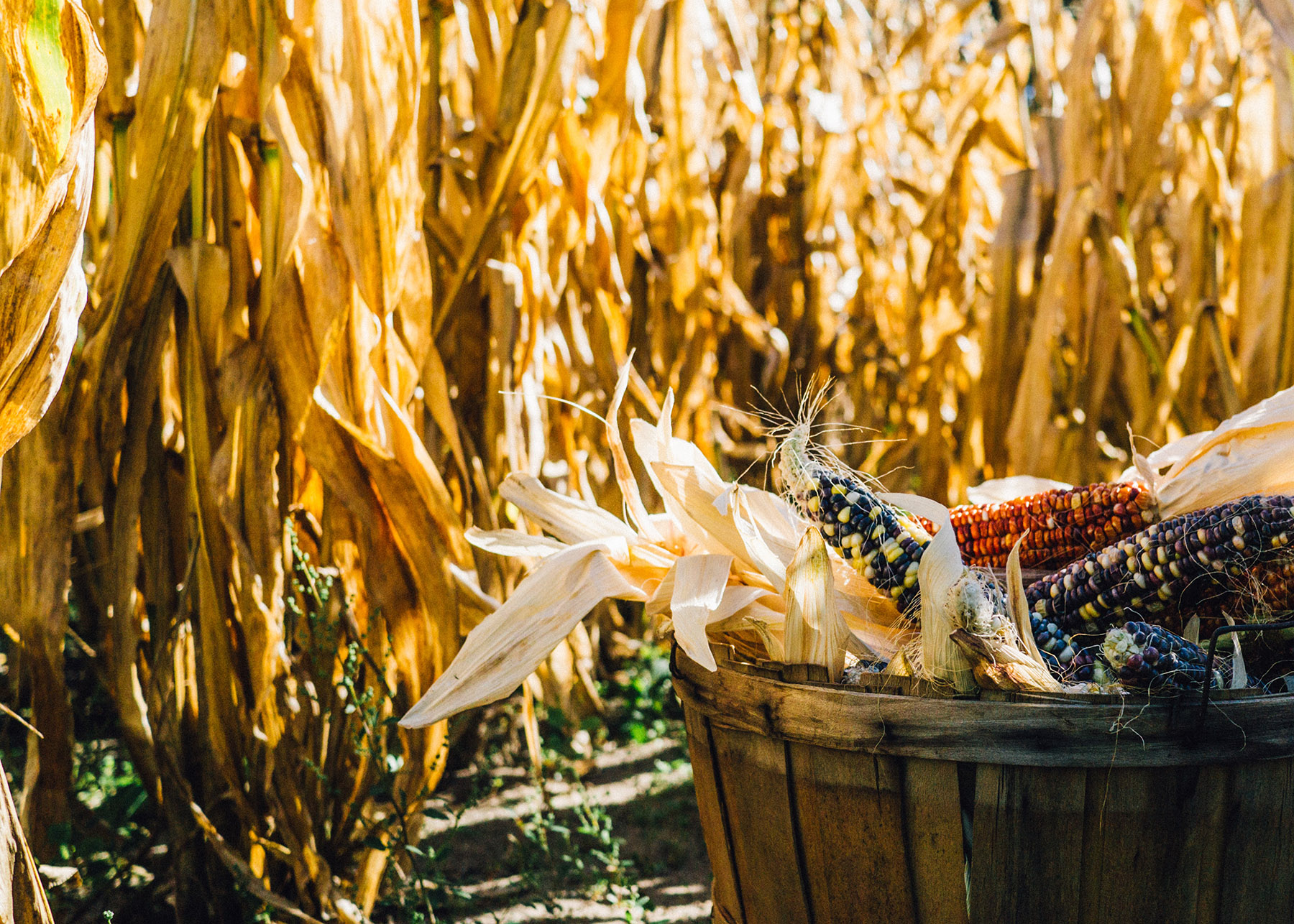 The Spiritual Discipline of Gratitude