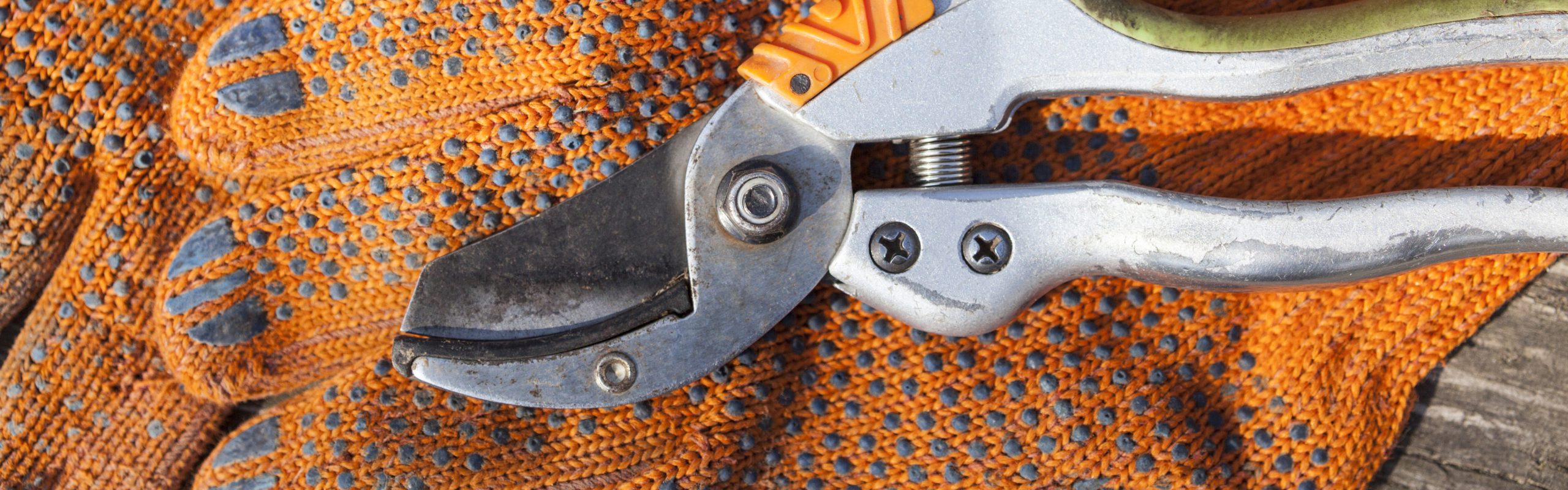 Agape Pruning: A Pre-Requisite For Ministry Growth